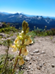 Pedicularis contorta