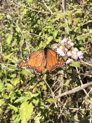 Danaus erippus