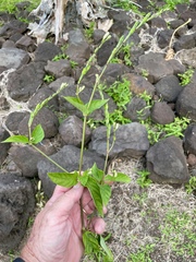 Asystasia gangetica