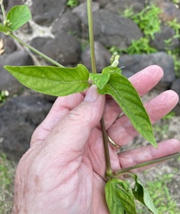 Asystasia gangetica