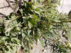 Pedicularis contorta