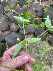 Asystasia gangetica