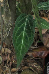 Mikania guaco