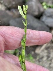Asystasia gangetica
