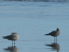 Leucophaeus modestus