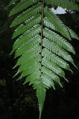 Cyathea andina