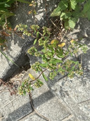 Euphorbia nutans