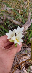 Freesia leichtlinii