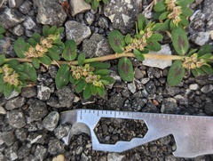 Euphorbia humistrata