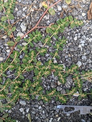 Euphorbia humistrata