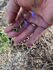 Salvia subincisa