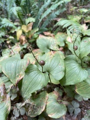 Maianthemum dilatatum