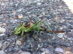 Ephippiger perforatus