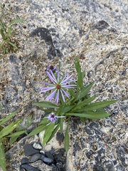 Canadanthus modestus