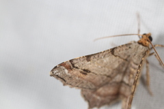 Macaria multilineata