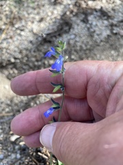 Salvia subincisa