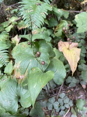 Maianthemum dilatatum