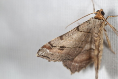 Macaria multilineata