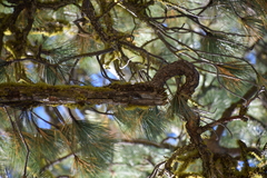 Certhia americana
