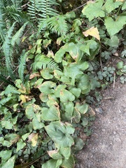 Maianthemum dilatatum