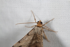 Macaria multilineata