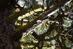 Certhia americana