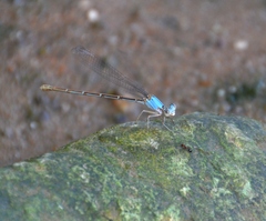 Argia moesta