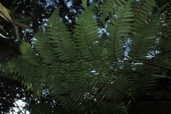 Cyathea andina