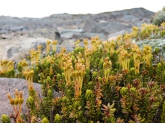 Phyllodoce glanduliflora