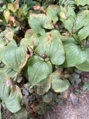 Maianthemum dilatatum