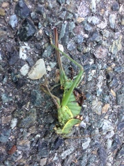 Ephippiger perforatus