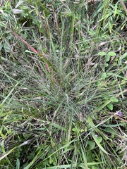 Eragrostis spectabilis