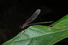 Hetaerina occisa