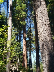 Sequoiadendron giganteum