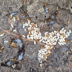 Lasius claviger