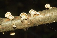 Panellus
