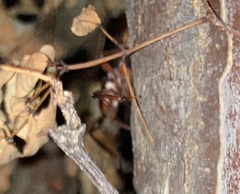 Neoclytus senilis