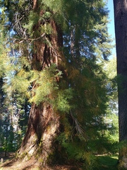 Sequoiadendron giganteum