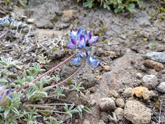 Lupinus lepidus