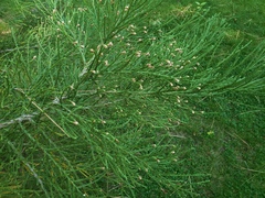 Sequoiadendron giganteum