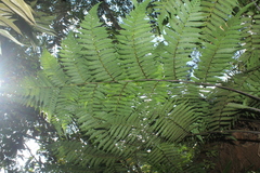 Cyathea andina