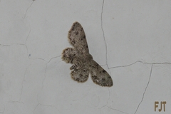 Scopula plantagenaria