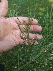 Sequoiadendron giganteum