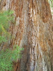 Sequoiadendron giganteum