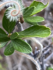 Cercocarpus