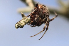 Neoscona arabesca