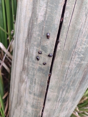 Ellipsidion australe