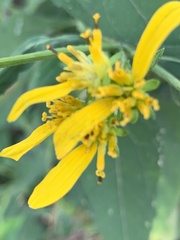 Verbesina occidentalis