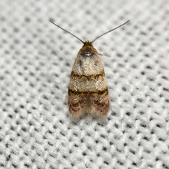 Elaphromorpha axierasta