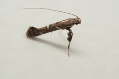 Caloptilia
